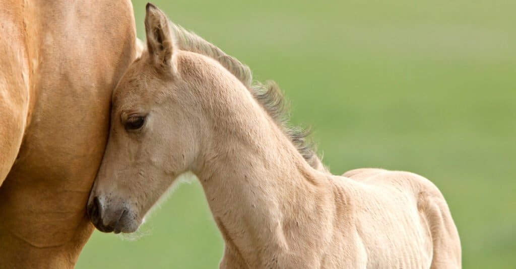 Palomino Horse Prices in 2023: Purchase Cost, Supplies, Food, and More!