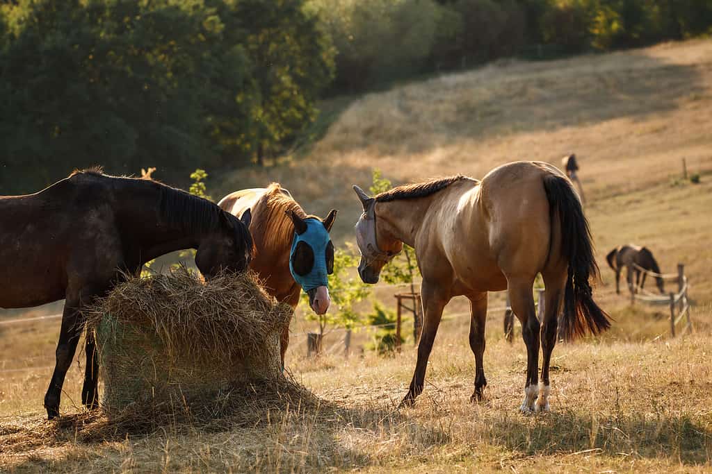 Palomino Horse Prices in 2023: Purchase Cost, Supplies, Food, and More!