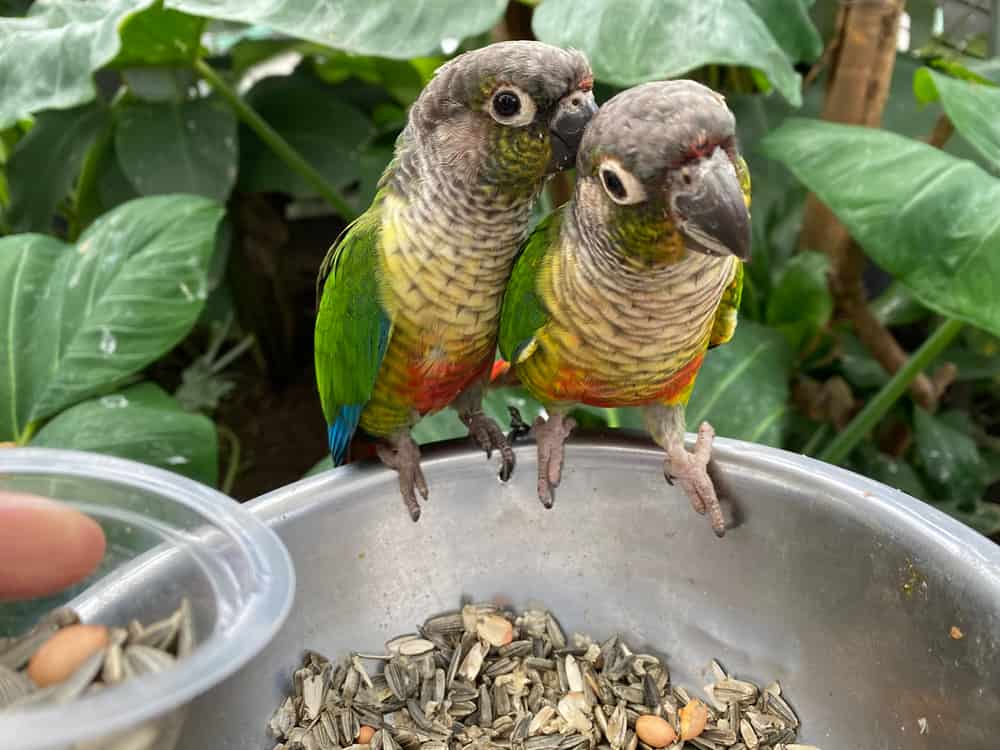 Male vs Female Green Cheek Conures: Key Differences