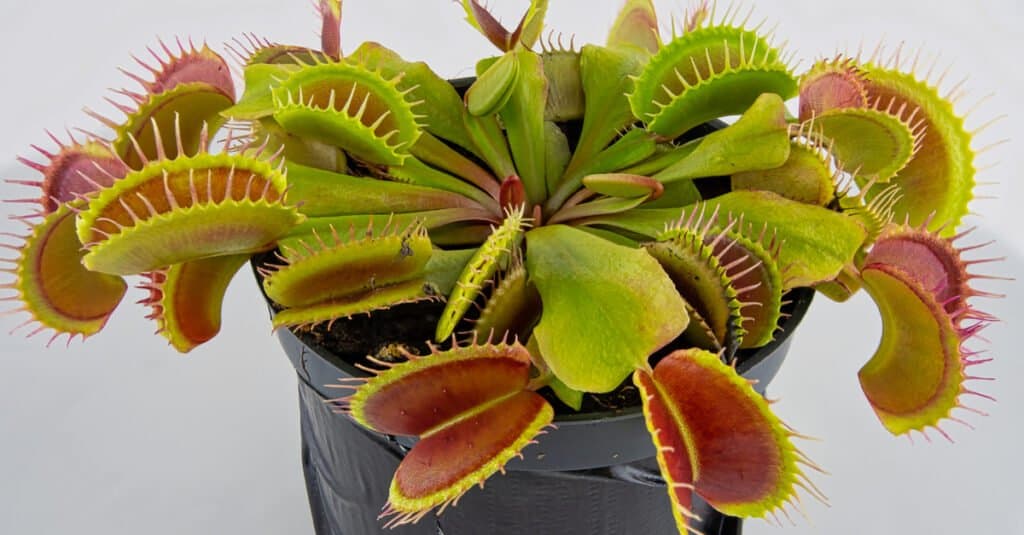 Propagating a Venus Flytrap: How to Grow a Carnivorous Plant From Seed