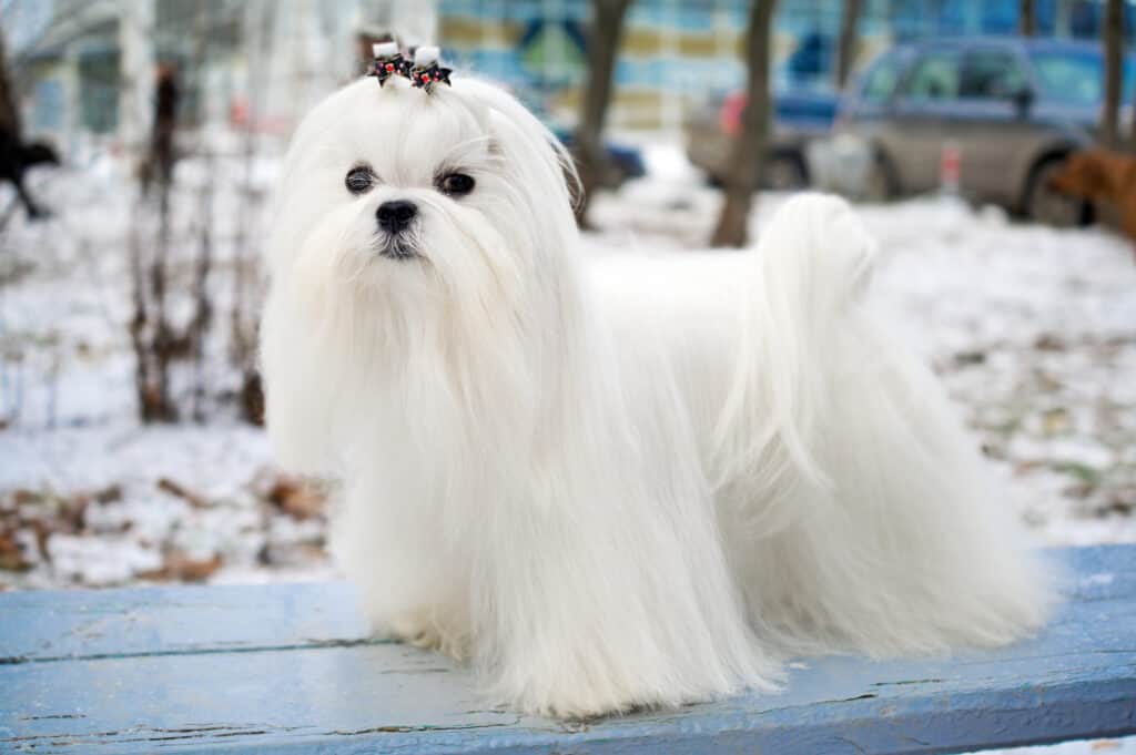 Explore the 800 Best and Most Clever Fluffy Dog Names