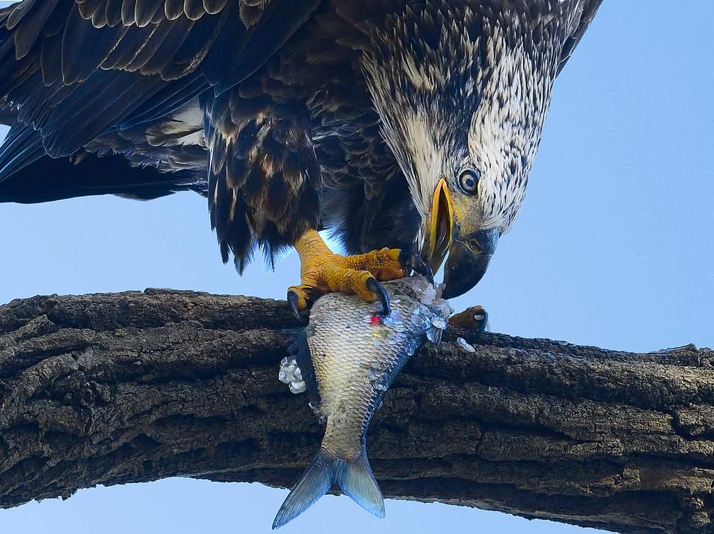 Watch This Fierce Bald Eagle Steal a Fisherman's Catch and Stare Him Down With Icy Eyes