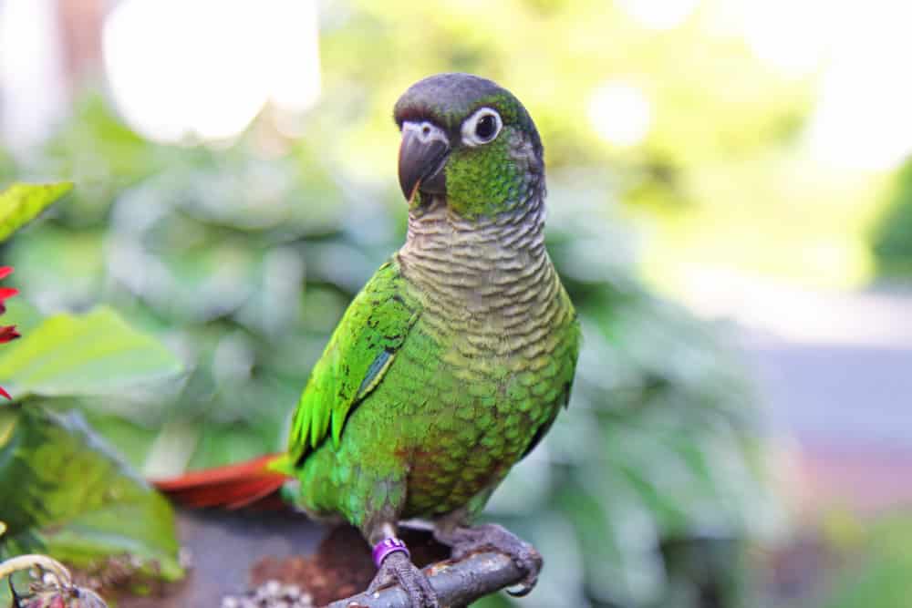 Male vs Female Green Cheek Conures: Key Differences