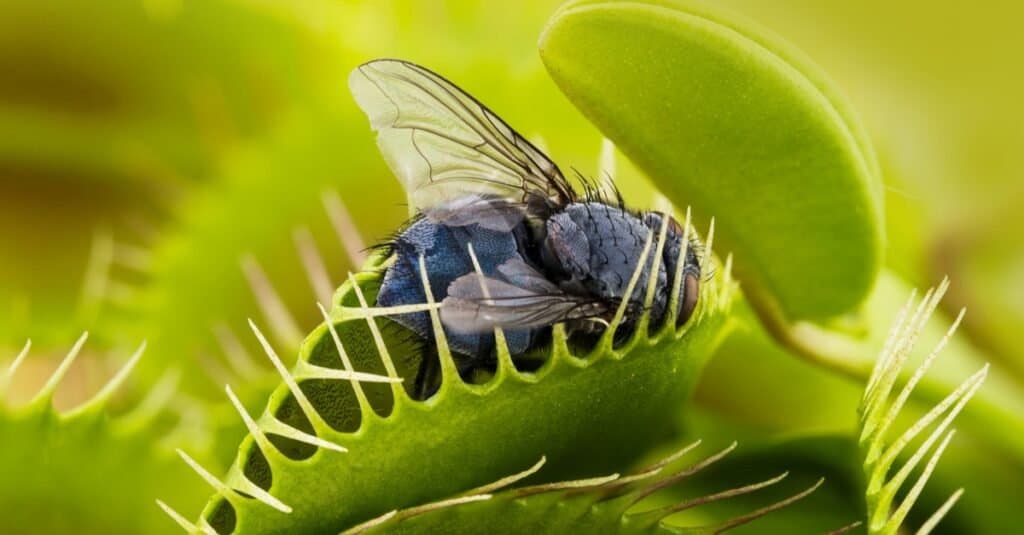 Propagating a Venus Flytrap: How to Grow a Carnivorous Plant From Seed