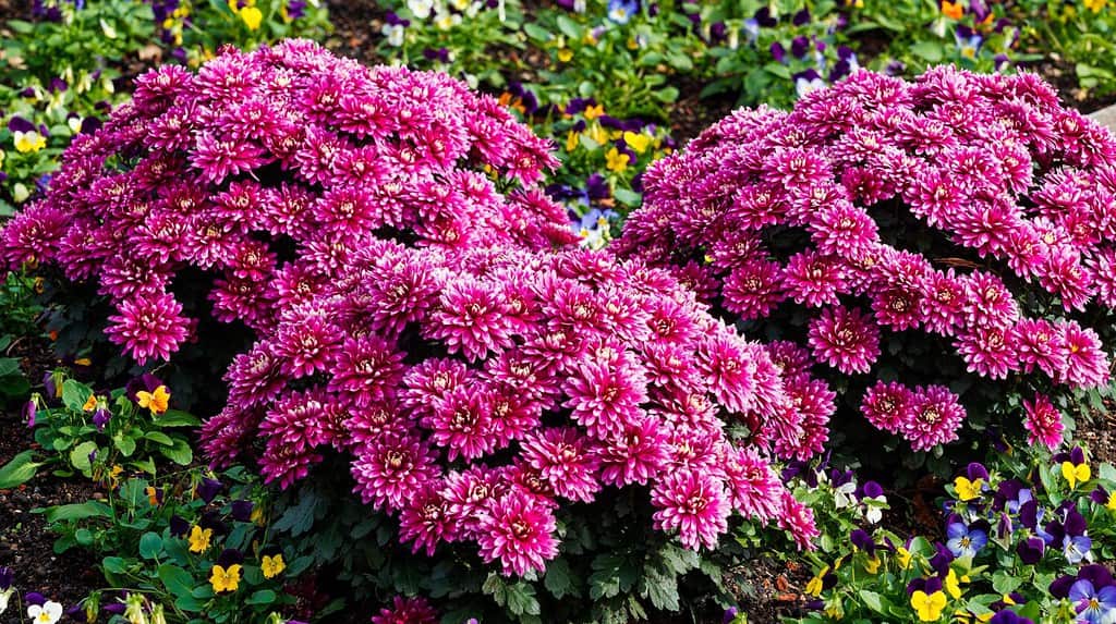 7 Things You Should Do to Your Potted Mums After They Bloom