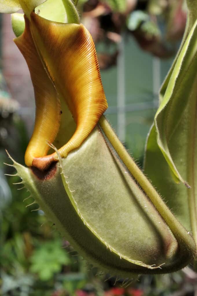 Propagating a Pitcher Plant: How to Grow a Carnivorous Plant From Seed