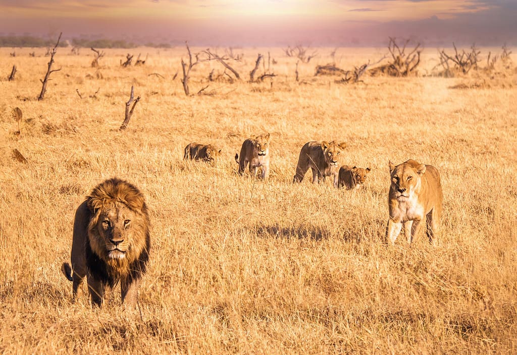 6 Animal Predators That Call the African Savanna Home