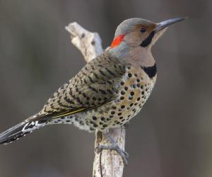 The Complete List of All 50 Official US State Birds (With Pictures!)