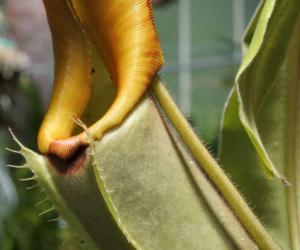 Propagating a Pitcher Plant: How to Grow a Carnivorous Plant From Seed