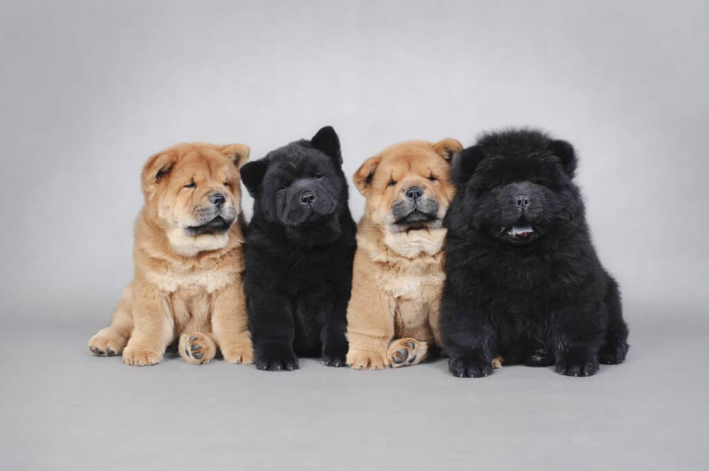 How to Train Your Chow Chow: The 7 Best Methods and Tips