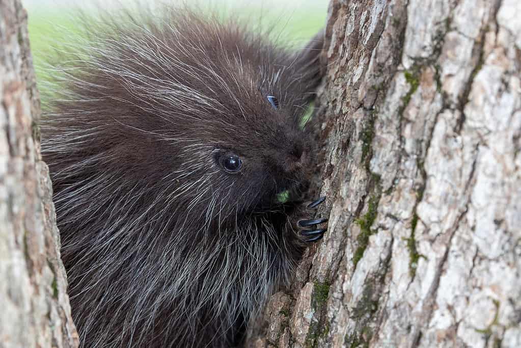 Discover 7 Animals That Eat Wood