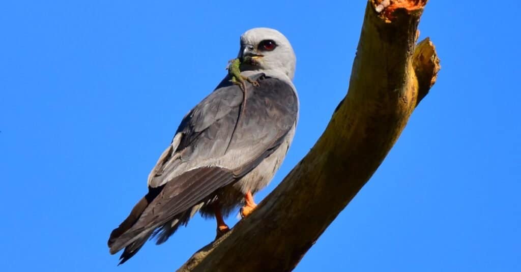 Discover the 31 Most Dangerous Animals Patrolling South Carolina's Skies