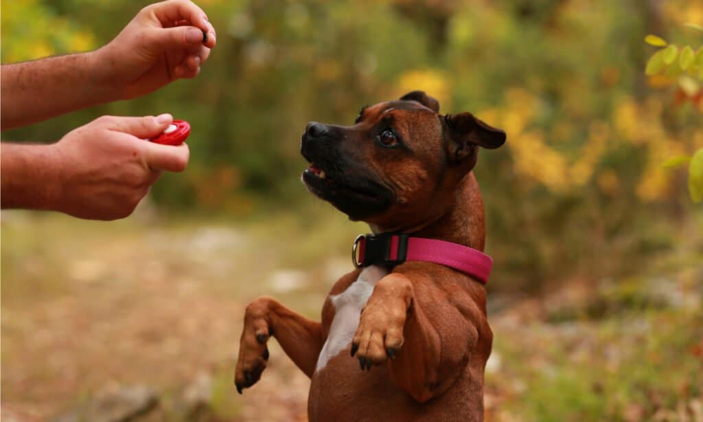 How to Train Your Chow Chow: The 7 Best Methods and Tips