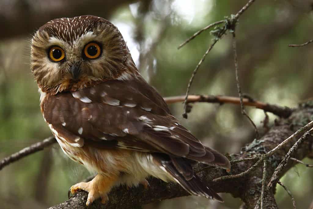 Discover the 31 Most Dangerous Animals Patrolling South Carolina's Skies