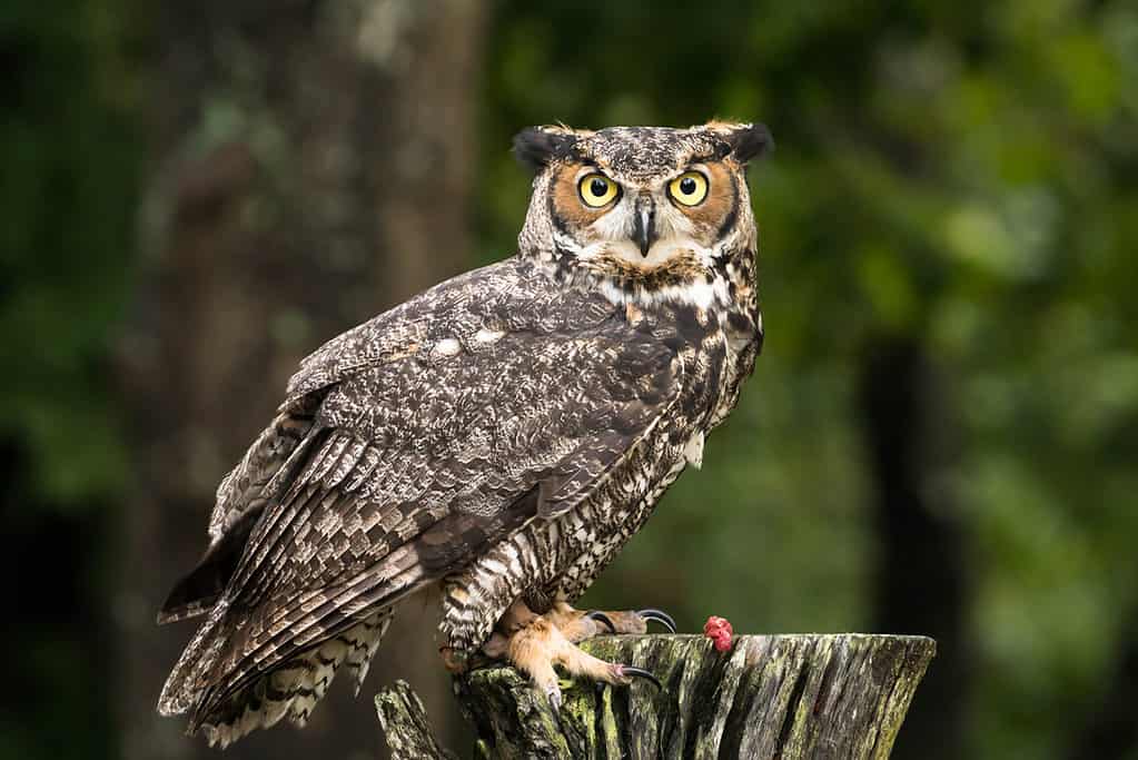 Discover the 31 Most Dangerous Animals Patrolling South Carolina's Skies