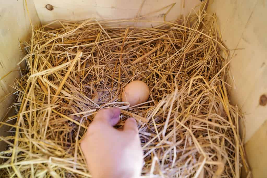 The 10 Most Effective Ways to Keep Snakes Out of the Chicken Coop