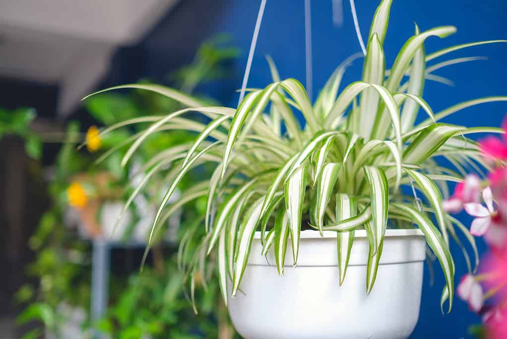 How Long Do Spider Plants Live? 12 Tips for Extending Its Life