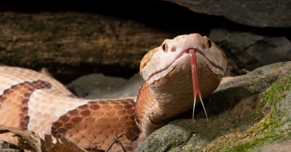 The 10 Most Effective Ways to Keep Snakes Out of the Chicken Coop