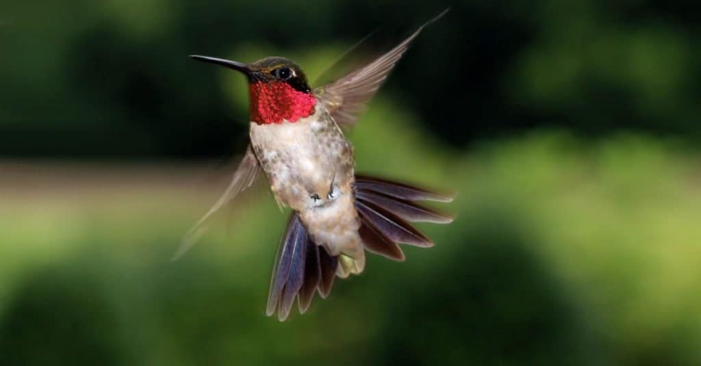 Discover When to Stop Feeding Hummingbirds and Take Down Your Feeders