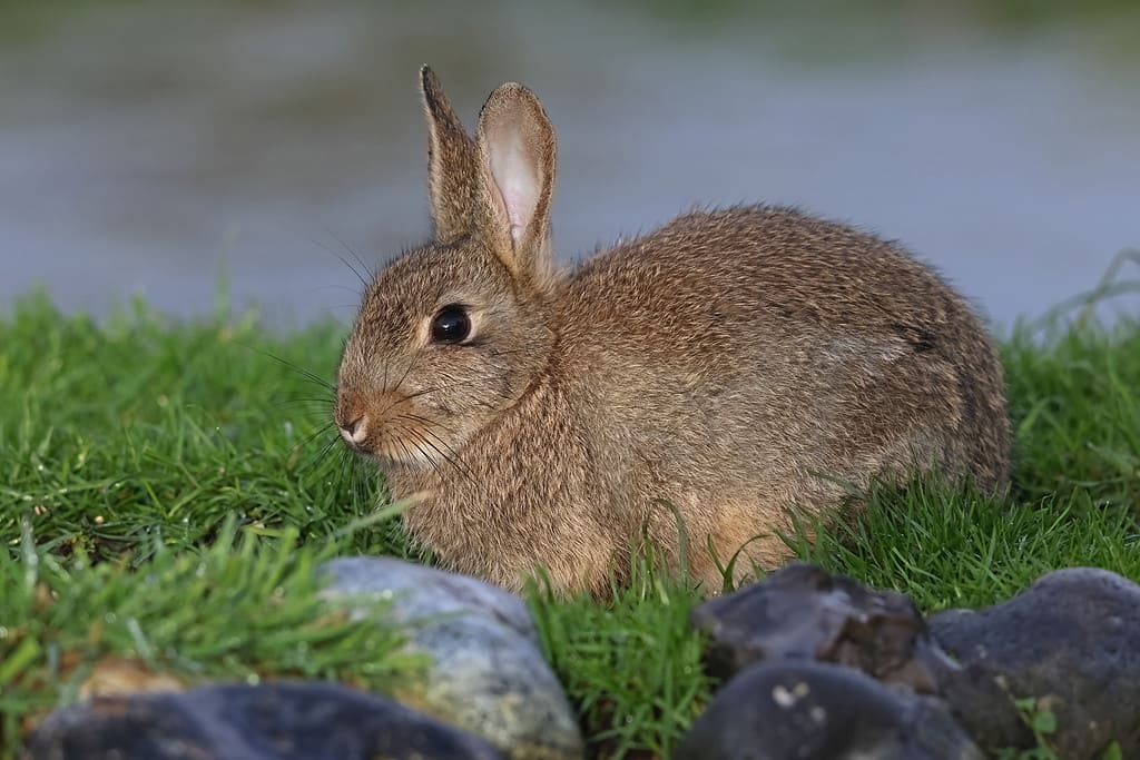 Discover 7 Animals That Eat Wood