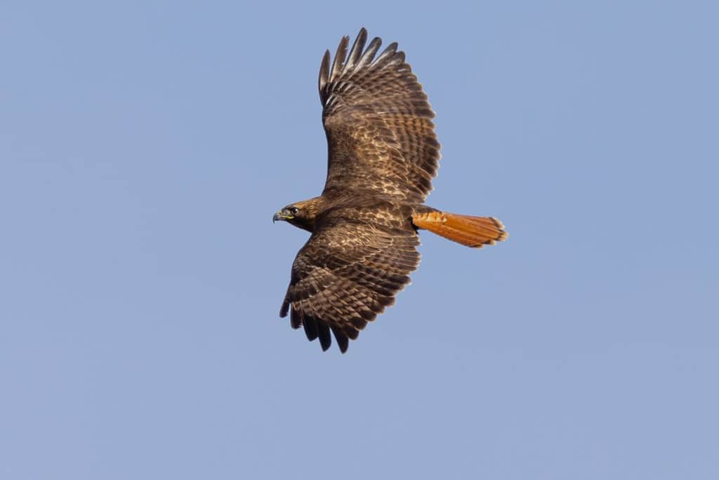 Discover the 31 Most Dangerous Animals Patrolling South Carolina's Skies