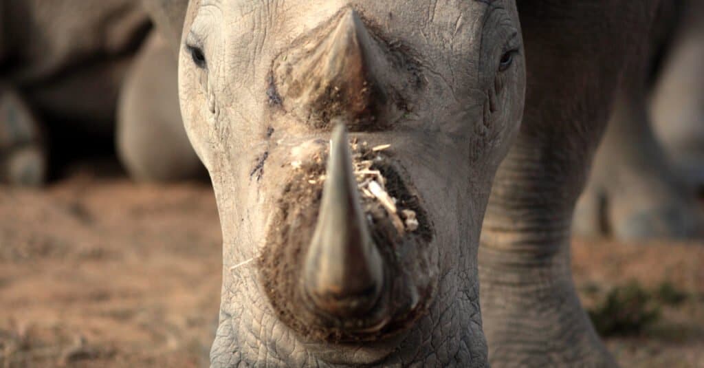 Watch a Rhino Calf Charge and Buck Two Humans Trying to Treat Its Mother