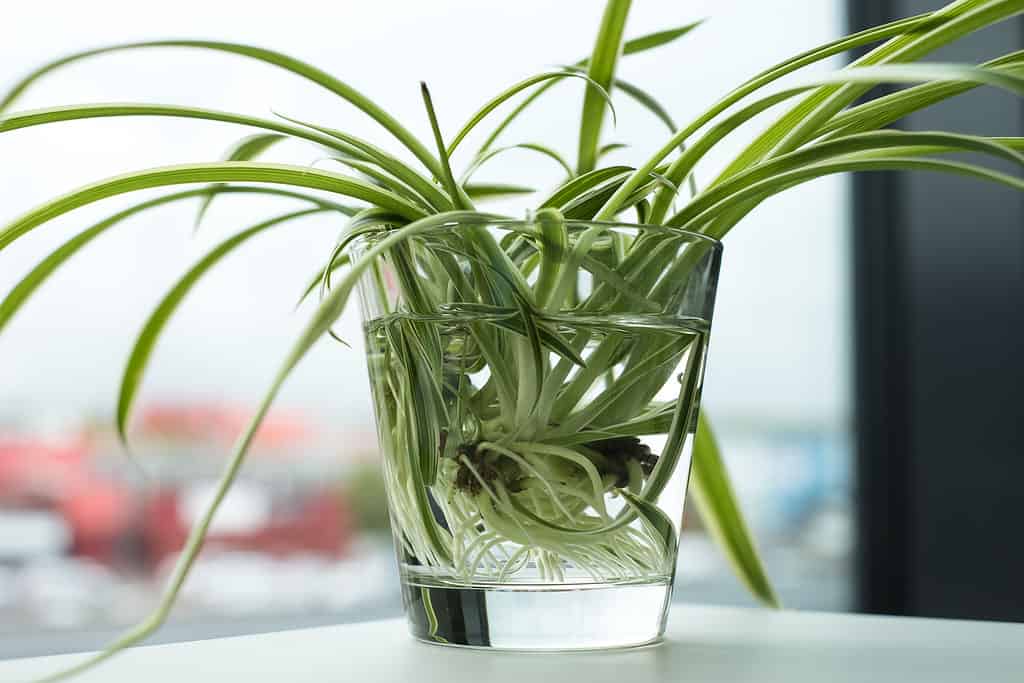 How Long Do Spider Plants Live? 12 Tips for Extending Its Life