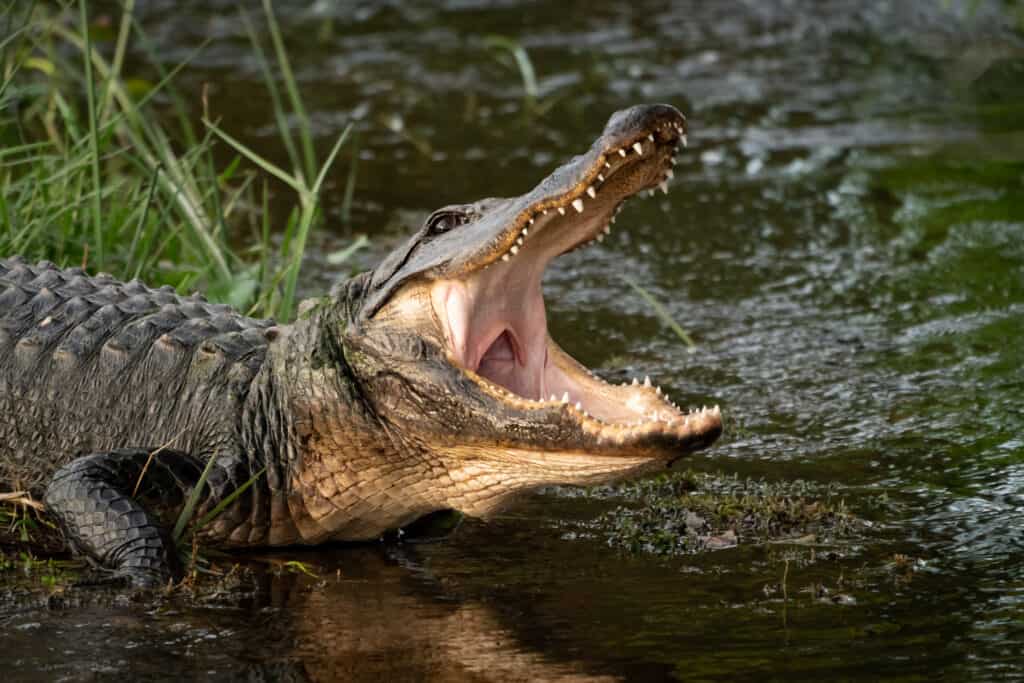 Alligator Hunting in Louisiana: Timing, Locations, Permits, and More!