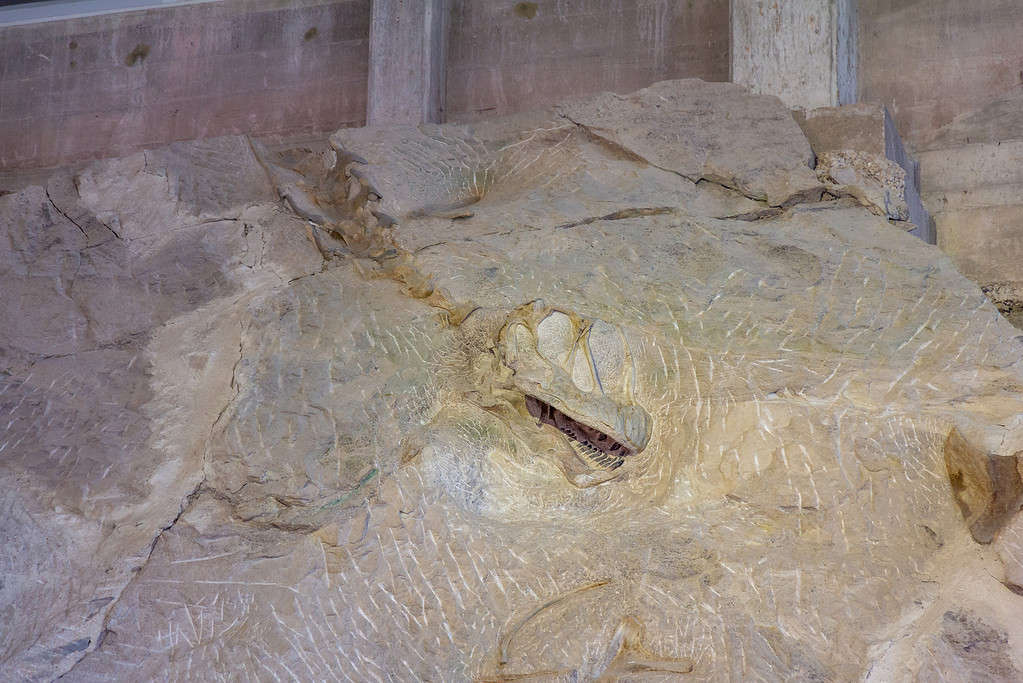 Discover Camarasaurus: Where It Roamed, Diet, Predators, and More!