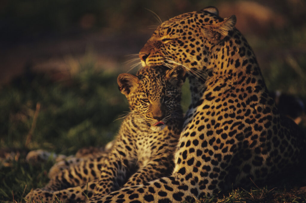 Cat vs. Dog: Leopard Launches Itself Into an Instant Frenzy to Snatch Lunch