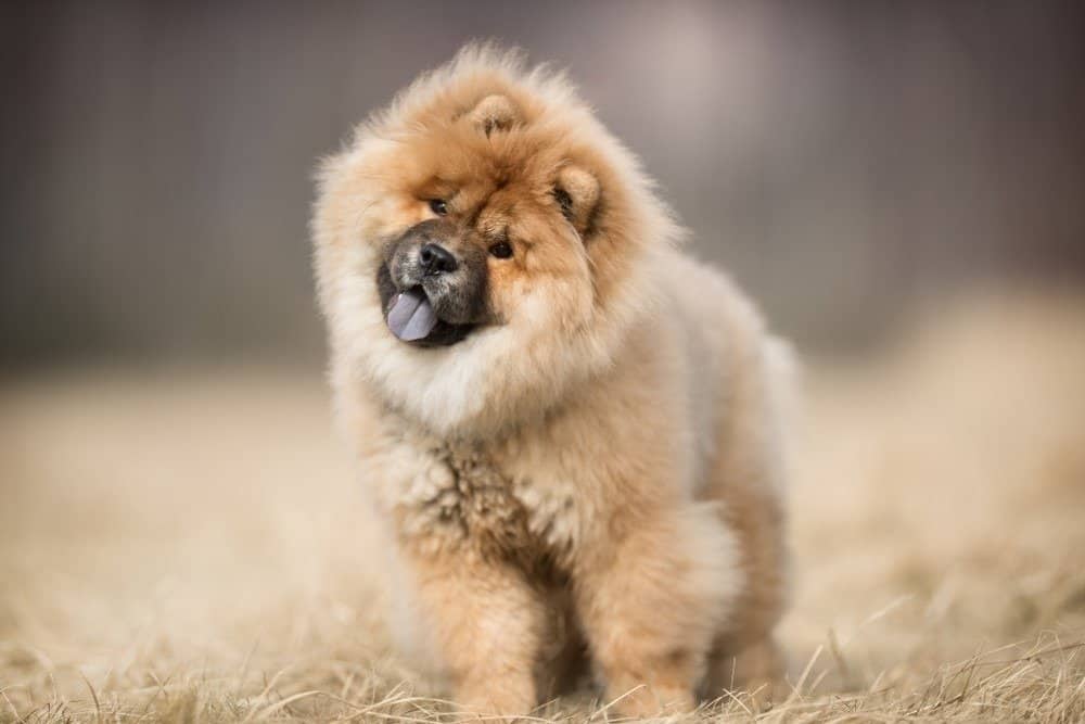 How to Train Your Chow Chow: The 7 Best Methods and Tips