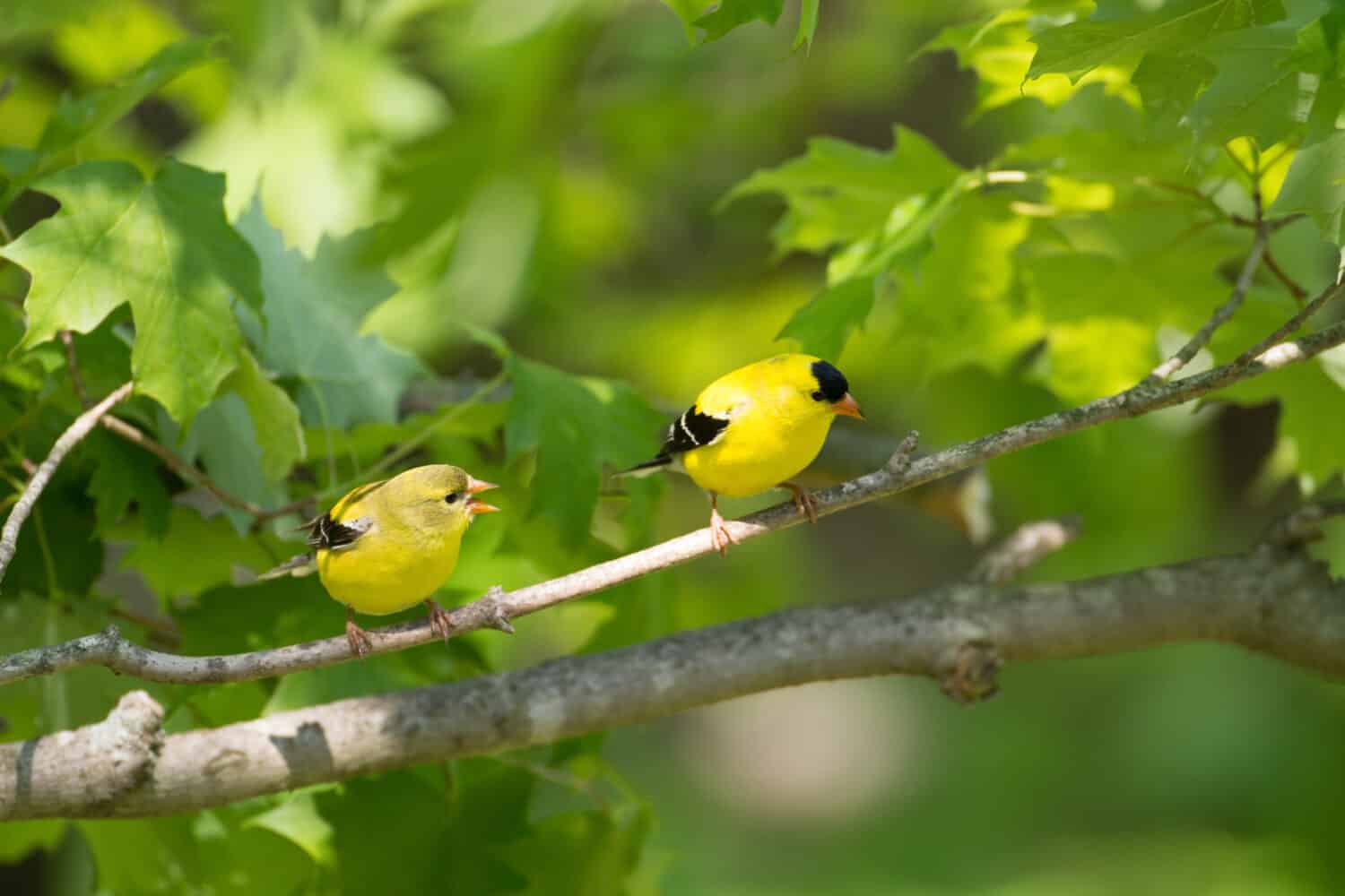 Discover the Official State Bird of Washington State