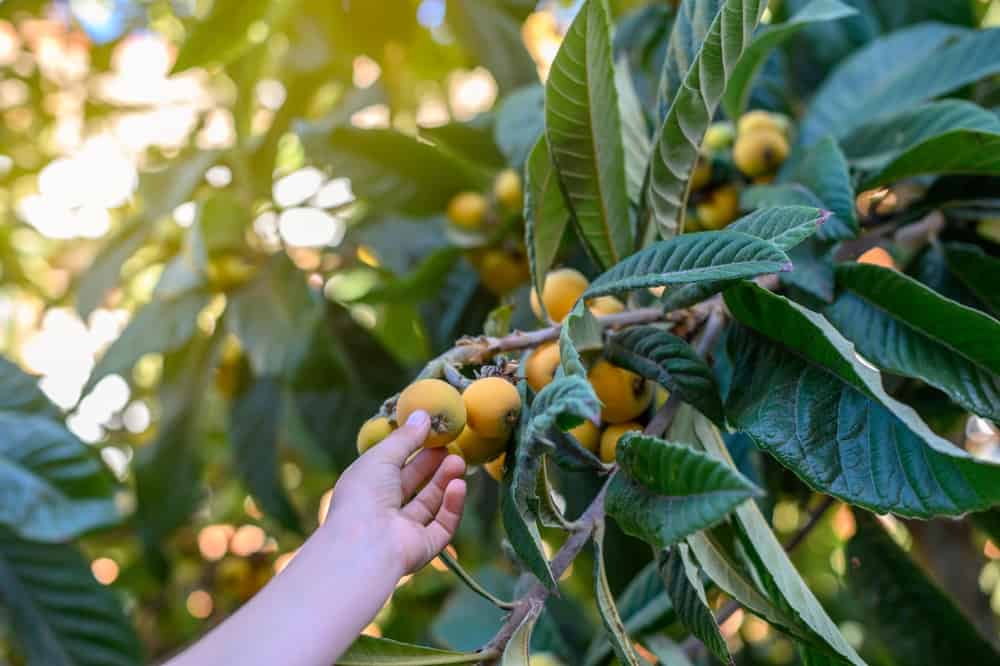 The 8 Best Fruit Trees That Grow In Central Florida