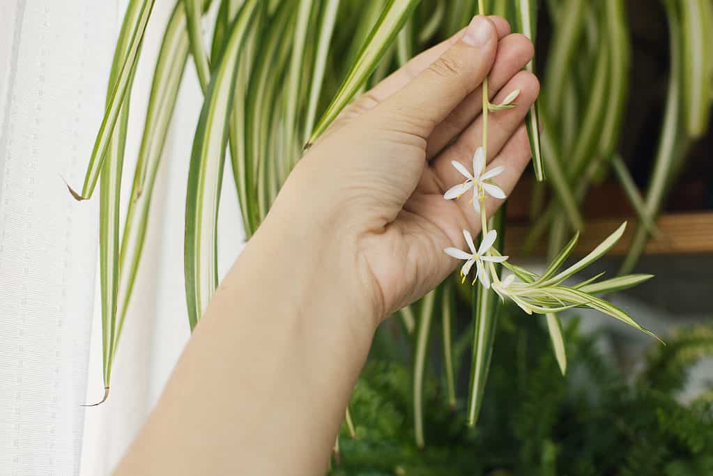 How Long Do Spider Plants Live? 12 Tips for Extending Its Life