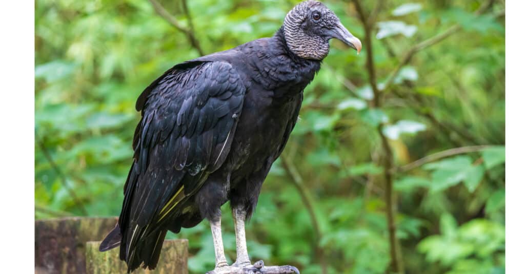 Discover the 31 Most Dangerous Animals Patrolling South Carolina's Skies