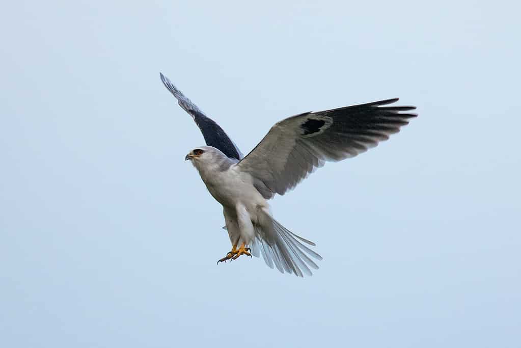 Discover the 31 Most Dangerous Animals Patrolling South Carolina's Skies