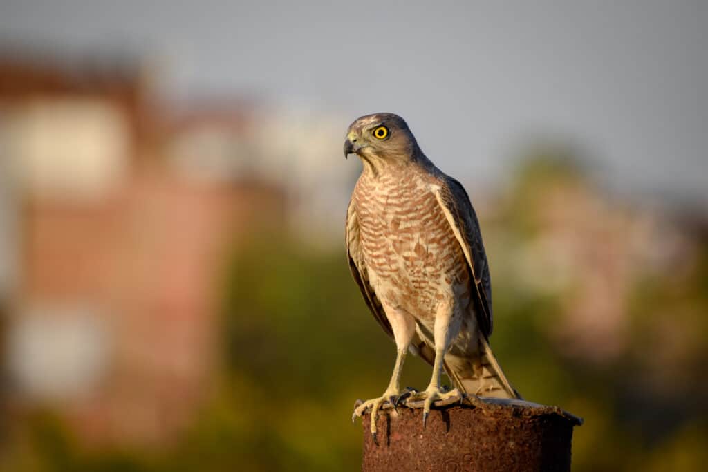 Discover the 31 Most Dangerous Animals Patrolling South Carolina's Skies