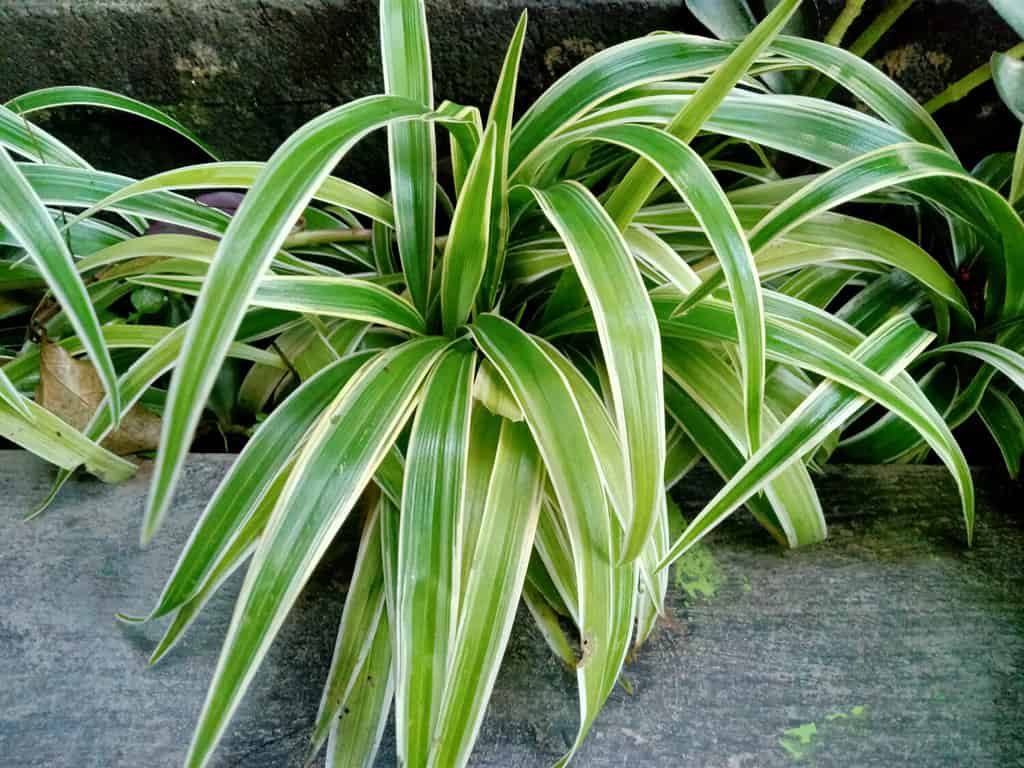 How Long Do Spider Plants Live? 12 Tips for Extending Its Life