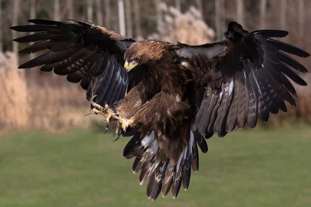 Discover the 31 Most Dangerous Animals Patrolling South Carolina's Skies