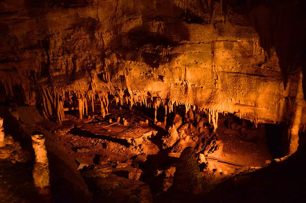 Shark Species Found in Cave in Kentucky.... Yes, Kentucky