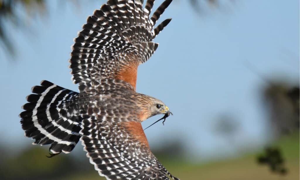 Discover the 31 Most Dangerous Animals Patrolling South Carolina's Skies