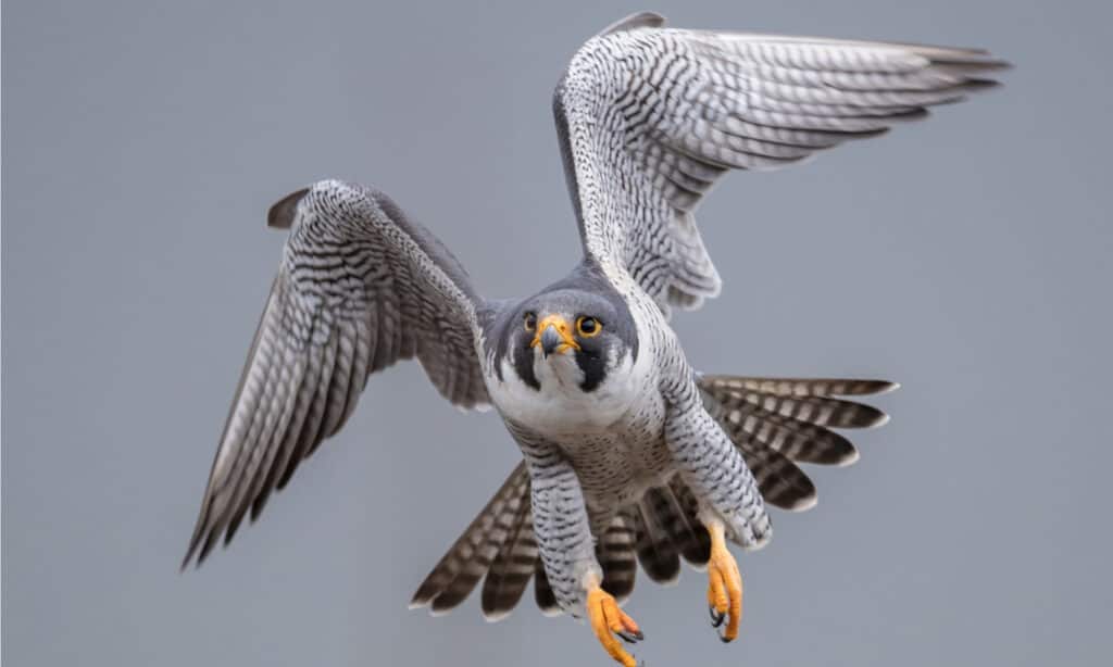 Discover the 31 Most Dangerous Animals Patrolling South Carolina's Skies