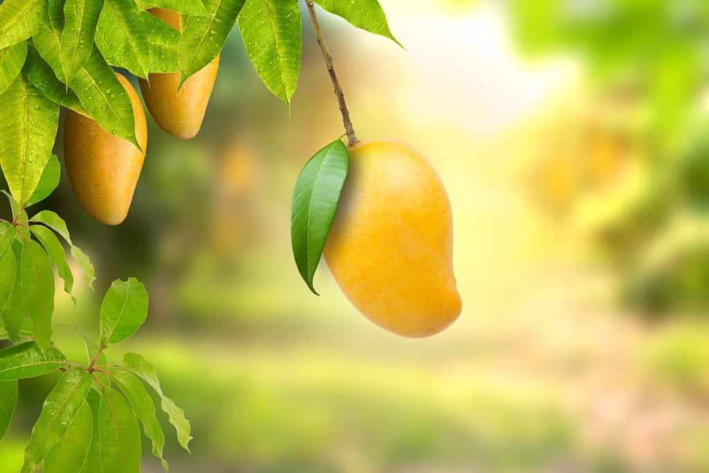 The 8 Best Fruit Trees That Grow In Central Florida