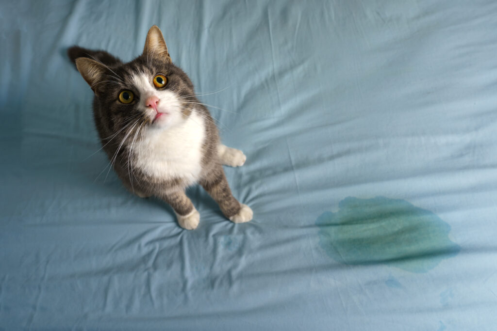 9 Reasons to Buy a Self-Cleaning Litter Box