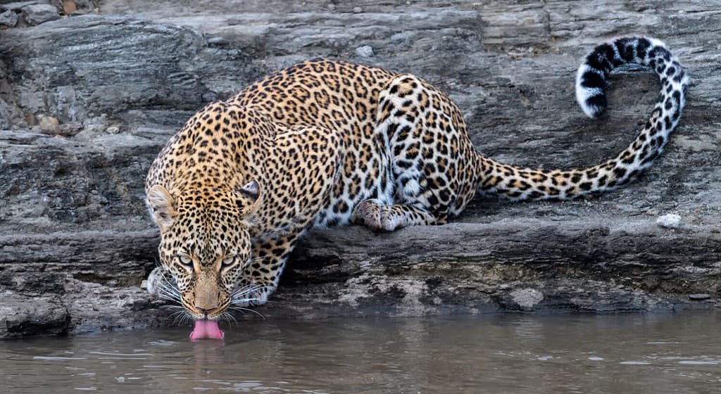 Cat vs. Dog: Leopard Launches Itself Into an Instant Frenzy to Snatch Lunch