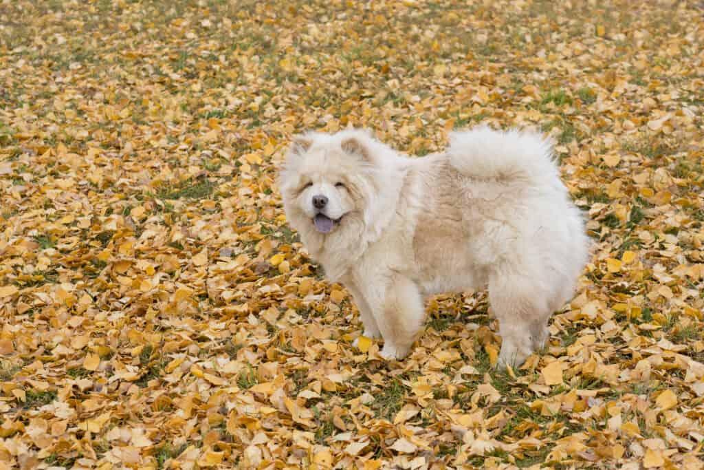 How to Train Your Chow Chow: The 7 Best Methods and Tips