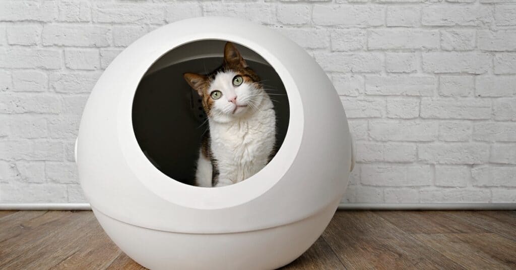 9 Reasons to Buy a Self-Cleaning Litter Box