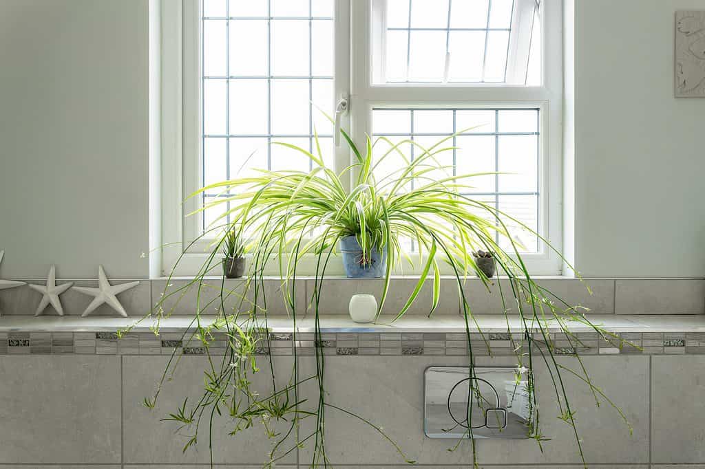 How Long Do Spider Plants Live? 12 Tips for Extending Its Life