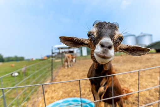 AZ Animals - Explore the 20 Best Pumpkin Patches in Colorado To Embrace The Fall Season