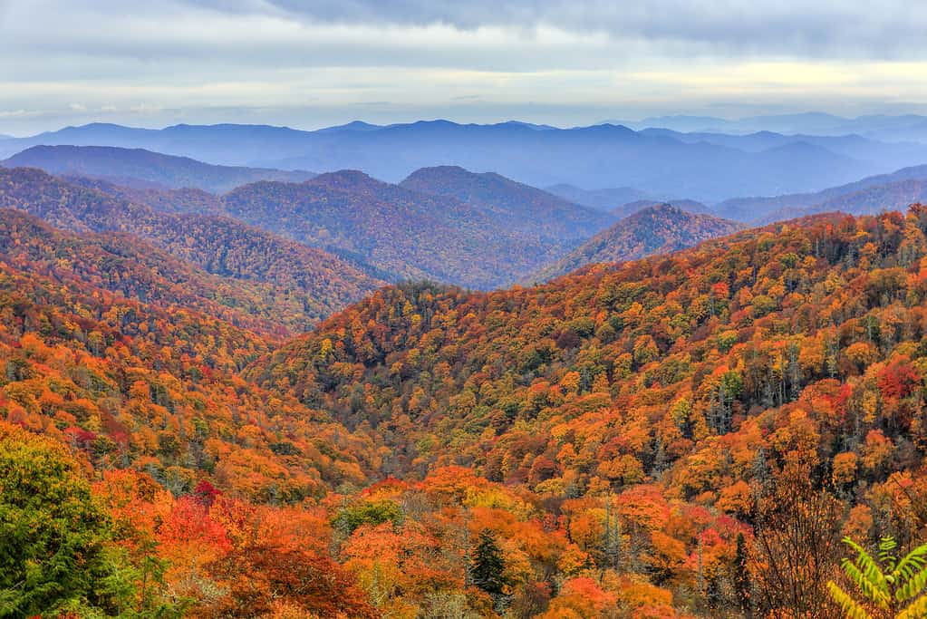 The 8 States That Border Tennessee